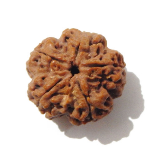 Large 5 Face Rudraksha