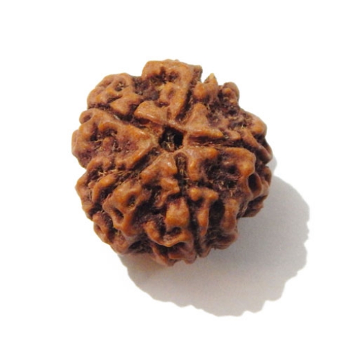 Five Face Nepali Rudraksha