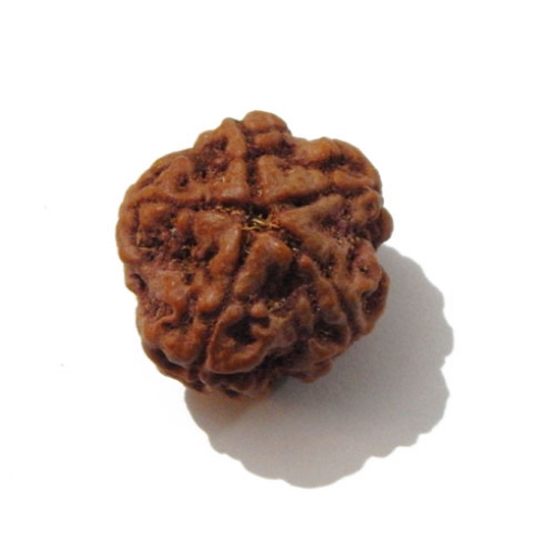 Five Face Nepali Rudraksha