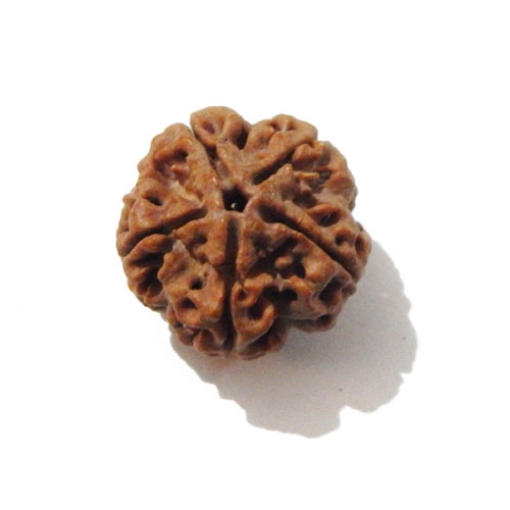 Five Face Nepali Rudraksha