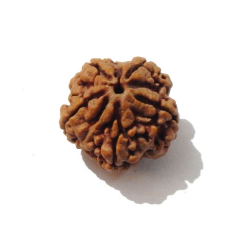 Five Face Nepali Rudraksha