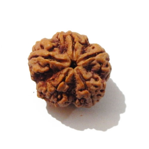 Five Face Nepali Rudraksha