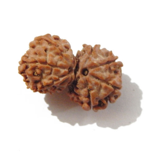 Gauri Shankar Rudraksha