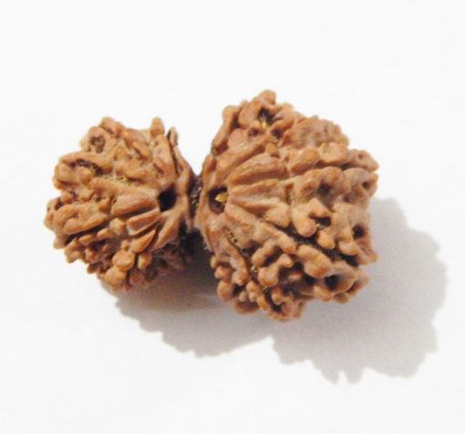 Gauri Shankar Rudraksha