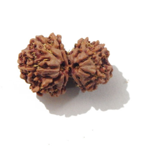 Gauri Shankar Rudraksha