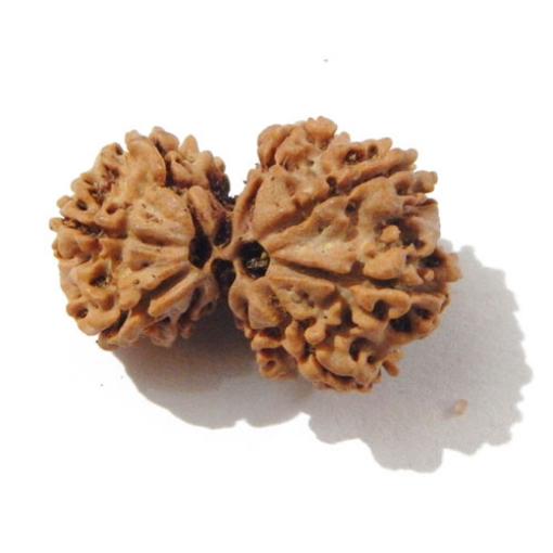 Gauri Shankar Rudraksha