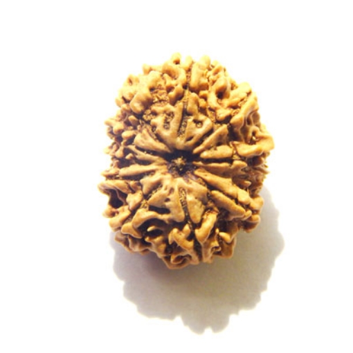 Eleven Face Nepali Rudraksha