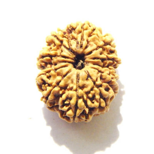 Eleven Face Nepali Rudraksha