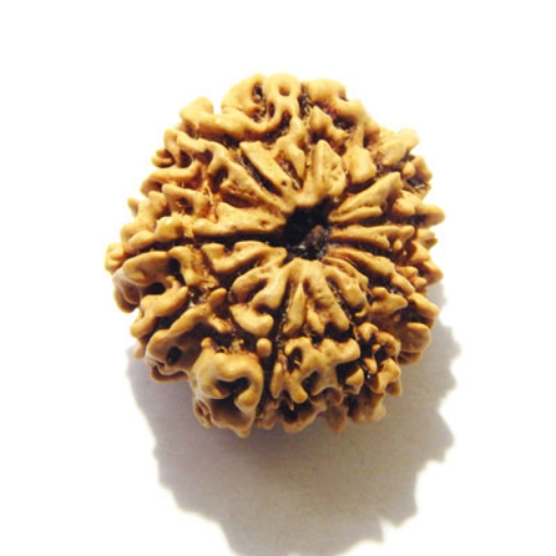 Eleven Face Nepali Rudraksha