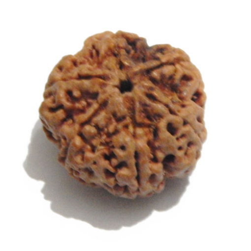 Six Face Rudraksha