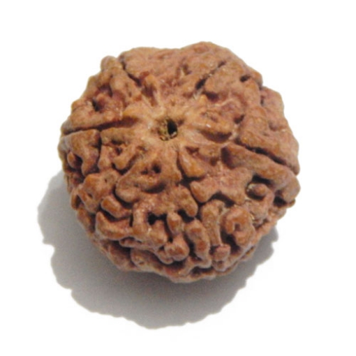 Six Face Rudraksha