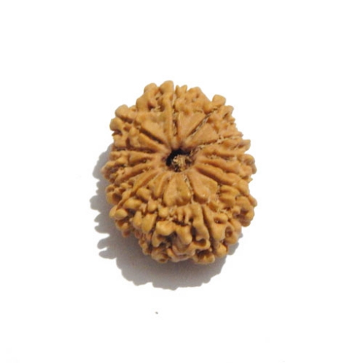 Thirteen Face (Mukhi)  Nepali Rudraksha