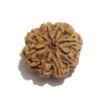 Eight Face Nepali Rudraksha