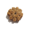 Eight Face Nepali Rudraksha