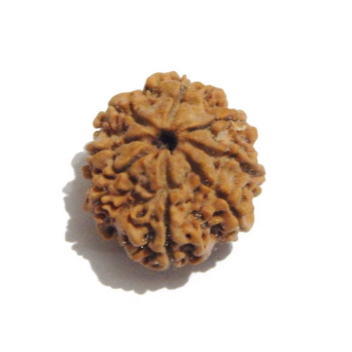 Eight Face Nepali Rudraksha