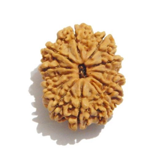 Twelve Face Nepali Rudraksha