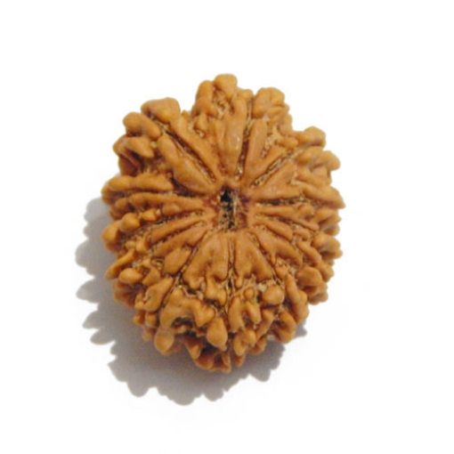 Twelve Face Nepali Rudraksha