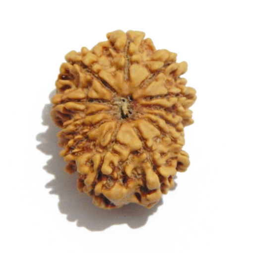Twelve Face Nepali Rudraksha