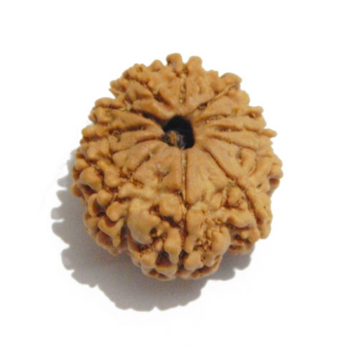 Twelve Face Nepali Rudraksha