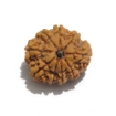 Nine Face Nepali Rudraksha