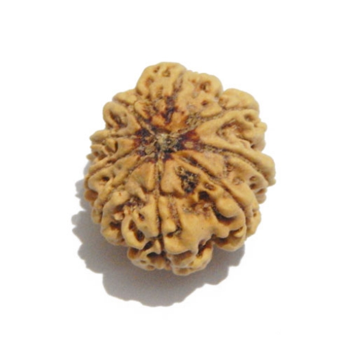 Nine Face Nepali Rudraksha