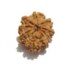 Nine Face Nepali Rudraksha