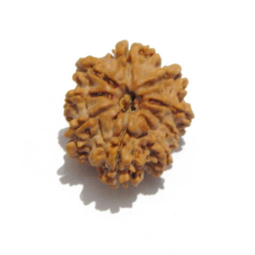 Nine Face Nepali Rudraksha