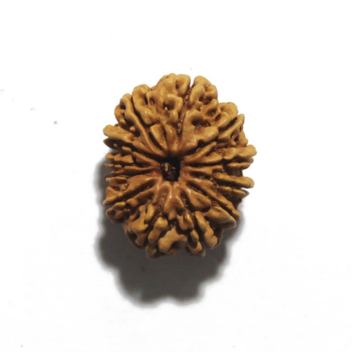 Twelve Face Nepali Rudraksha