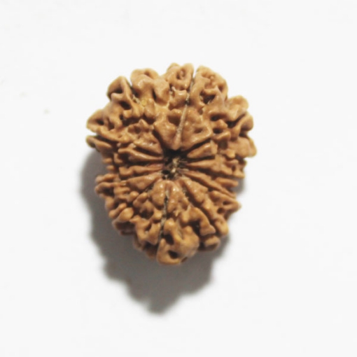 Twelve Face Nepali Rudraksha