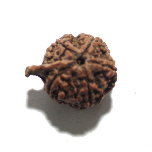 Ganesh Rudraksha