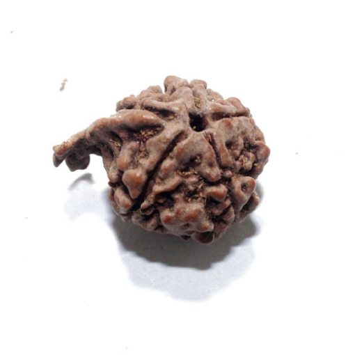 Ganesh Rudraksha