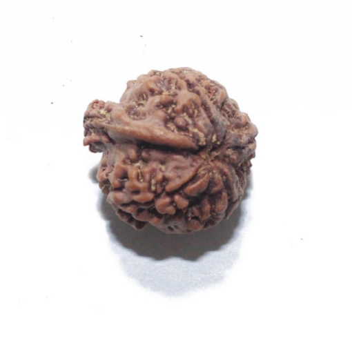 Ganesh Rudraksha