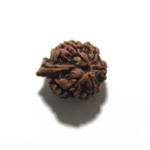 Ganesh Rudraksha