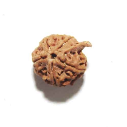 Ganesh Rudraksha