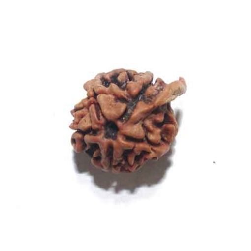 Ganesh Rudraksha