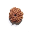 Eight Face Nepali Rudraksha
