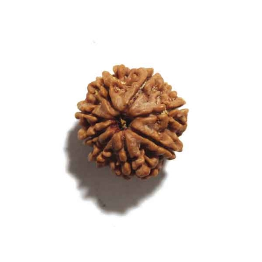 Eight Face Nepali Rudraksha