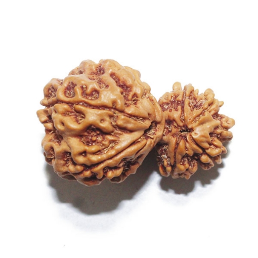 Gauri Shankar Rudraksha