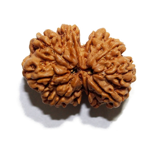 Gauri Shankar Rudraksha