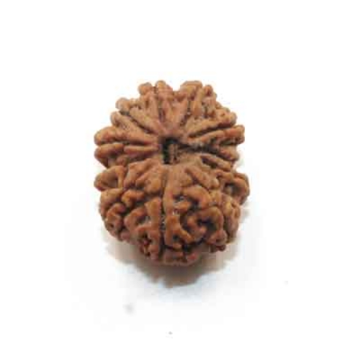 Eleven Face Nepali Rudraksha