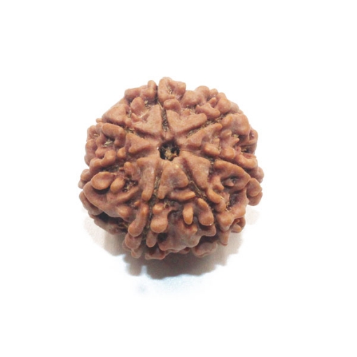 7 mukhi rudraksha