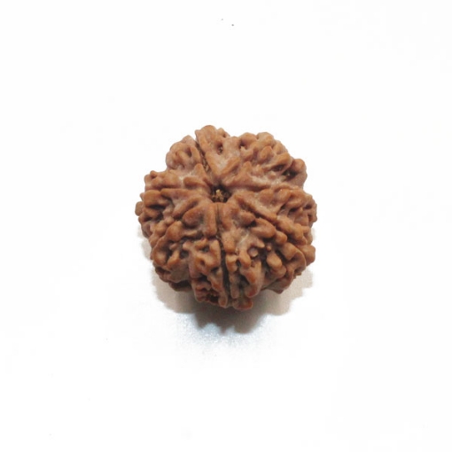 7 mukhi rudraksha