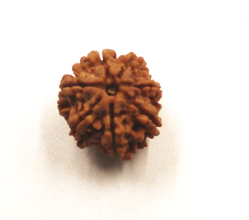 7 mukhi rudraksha