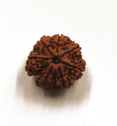 7 mukhi rudraksha