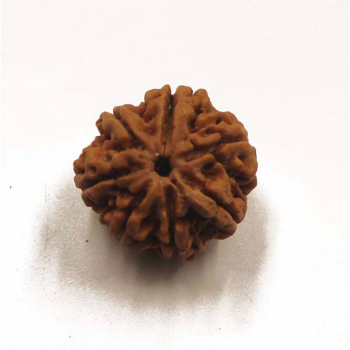 7 mukhi rudraksha
