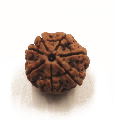 7 mukhi rudraksha